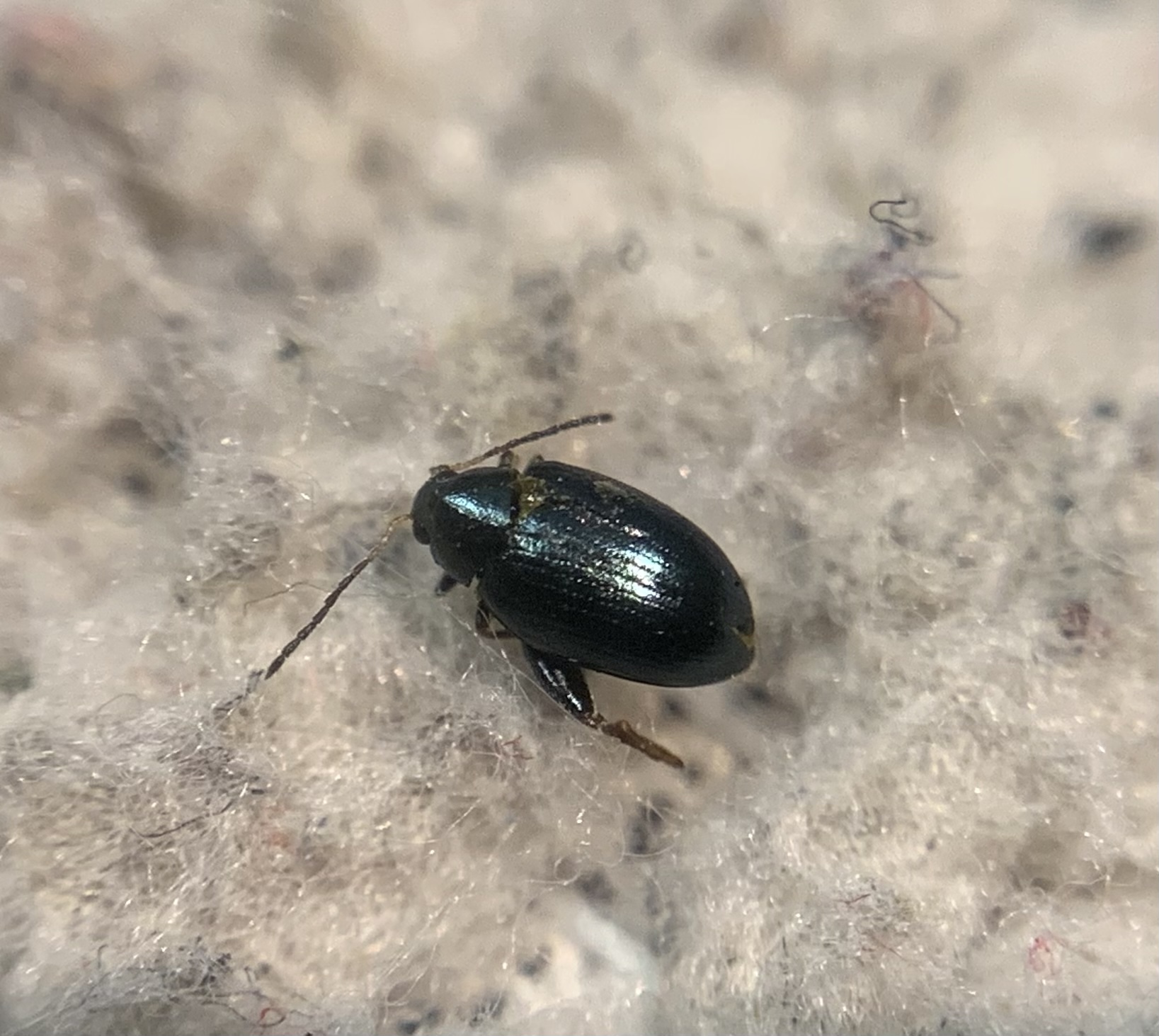 Psylliodes thlaspis - nagy zsázsa-földibolha