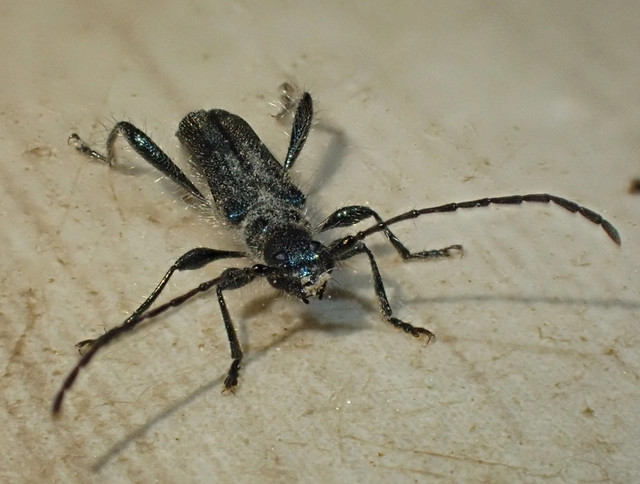 Callimus angulatus - zöld tölgycincér
