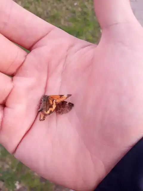 Boudinotiana notha - vörhenyes nappaliaraszoló