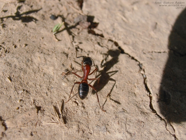 Camponotus ligniperda - faodvasító lóhangya
