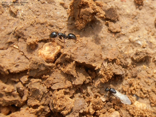 Camponotus piceus - szurkos lóhangya