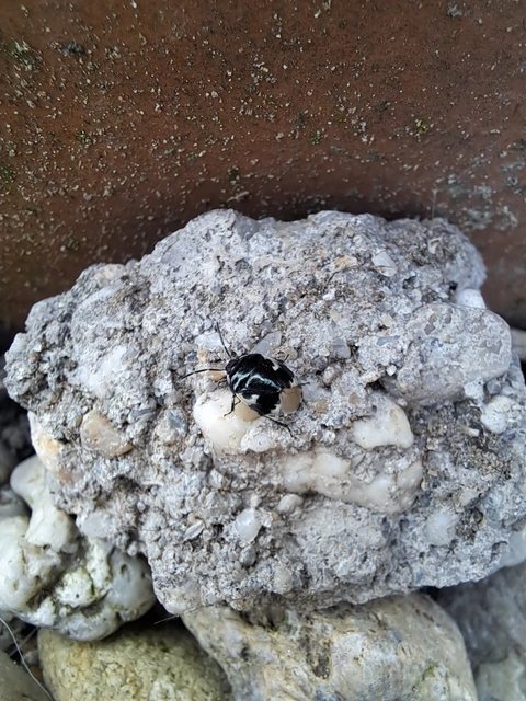 Tritomegas bicolor - foltos földipoloska