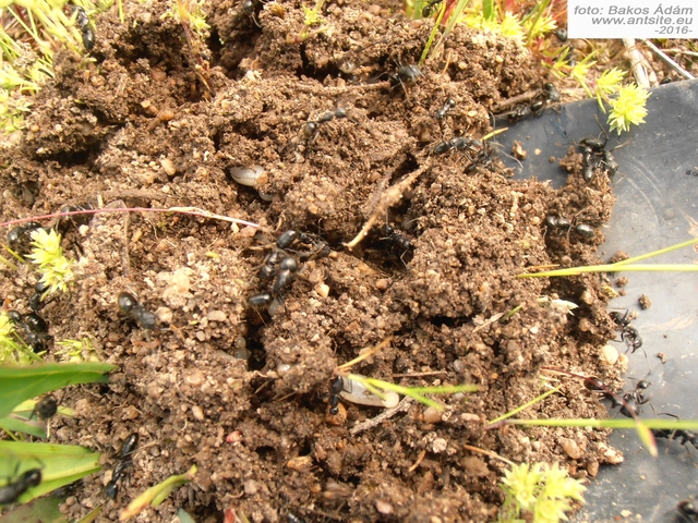 Camponotus aethiops - szőrös lóhangya