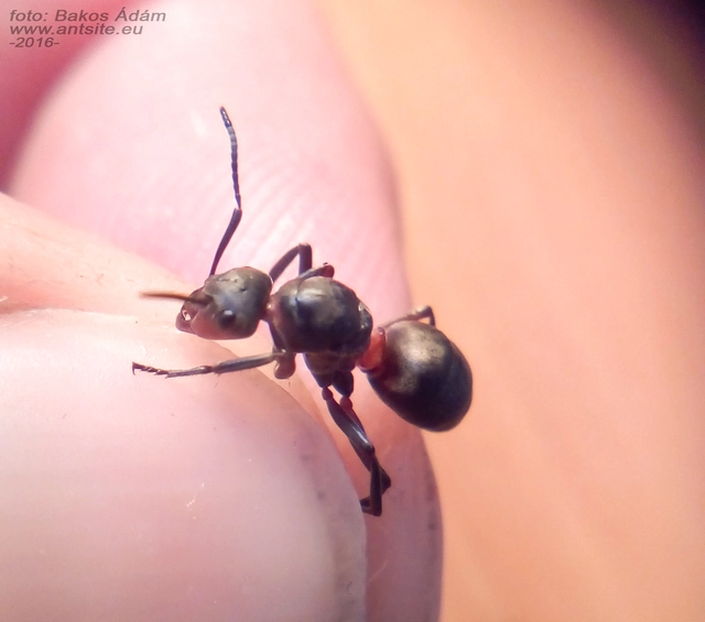 Formica pratensis - réti vöröshangya
