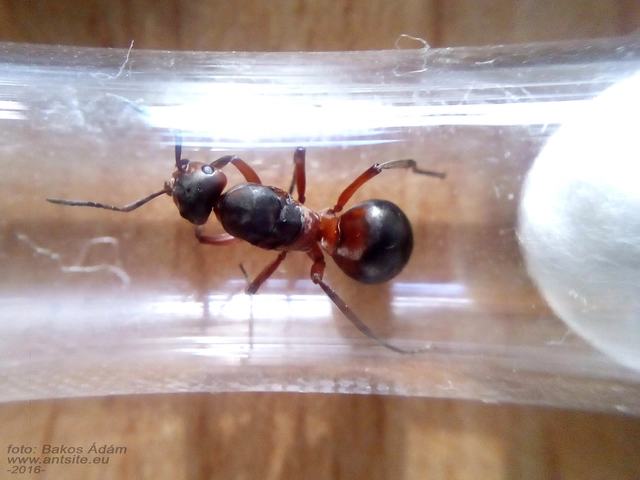 Formica pratensis - réti vöröshangya