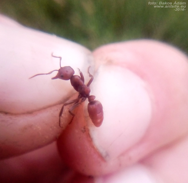 Polyergus rufescens - amazonhangya