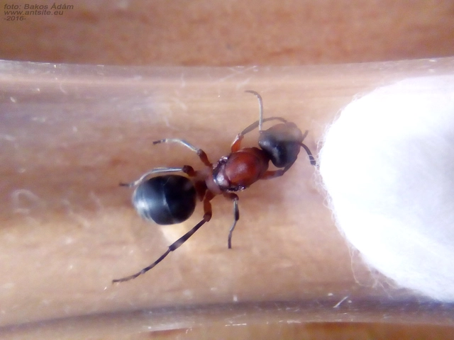 Formica sanguinea - vérvörös rablóhangya