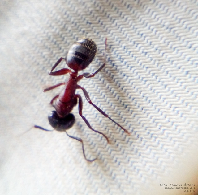 Camponotus ligniperda - faodvasító lóhangya