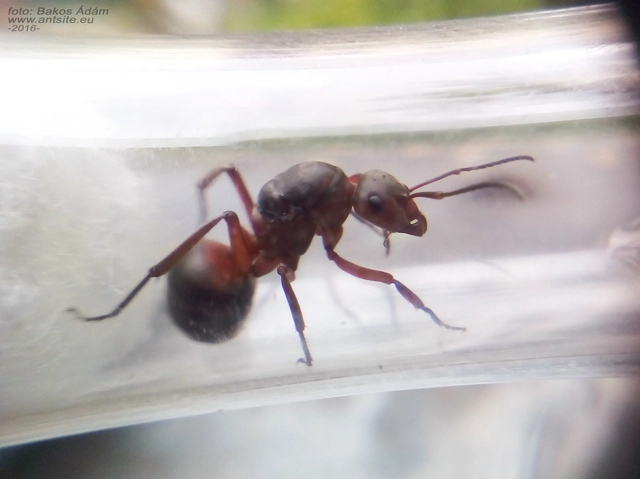 Formica pratensis - réti vöröshangya