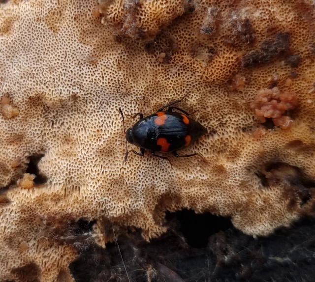 Scaphidium quadrimaculatum - négyfoltos sajkabogár