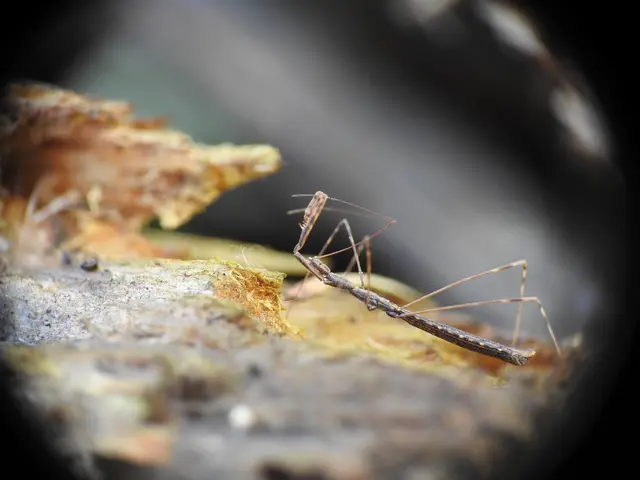 Heteroptera - Poloskák