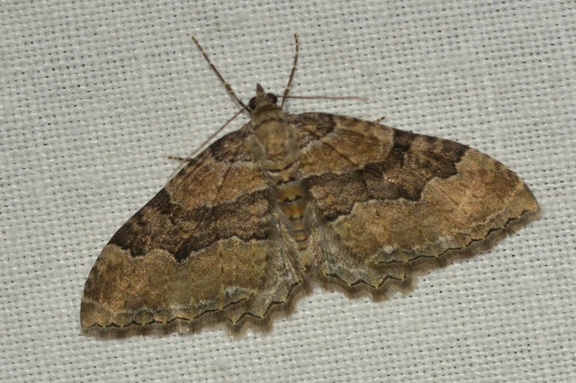 Hydria cervinalis - őzbarna araszoló
