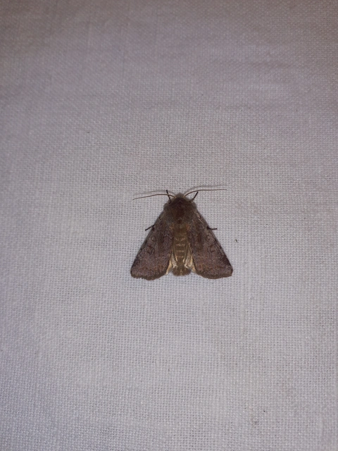 Cerastis rubricosa - vörhenyes tavaszibagoly