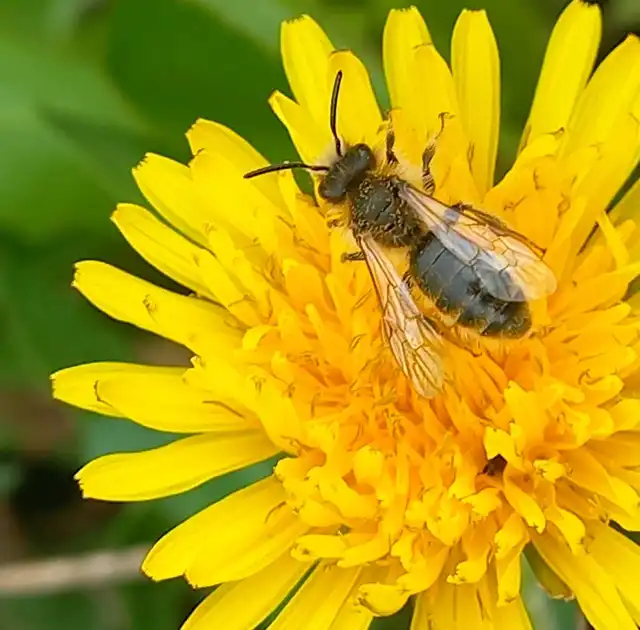 Andrena taraxaci