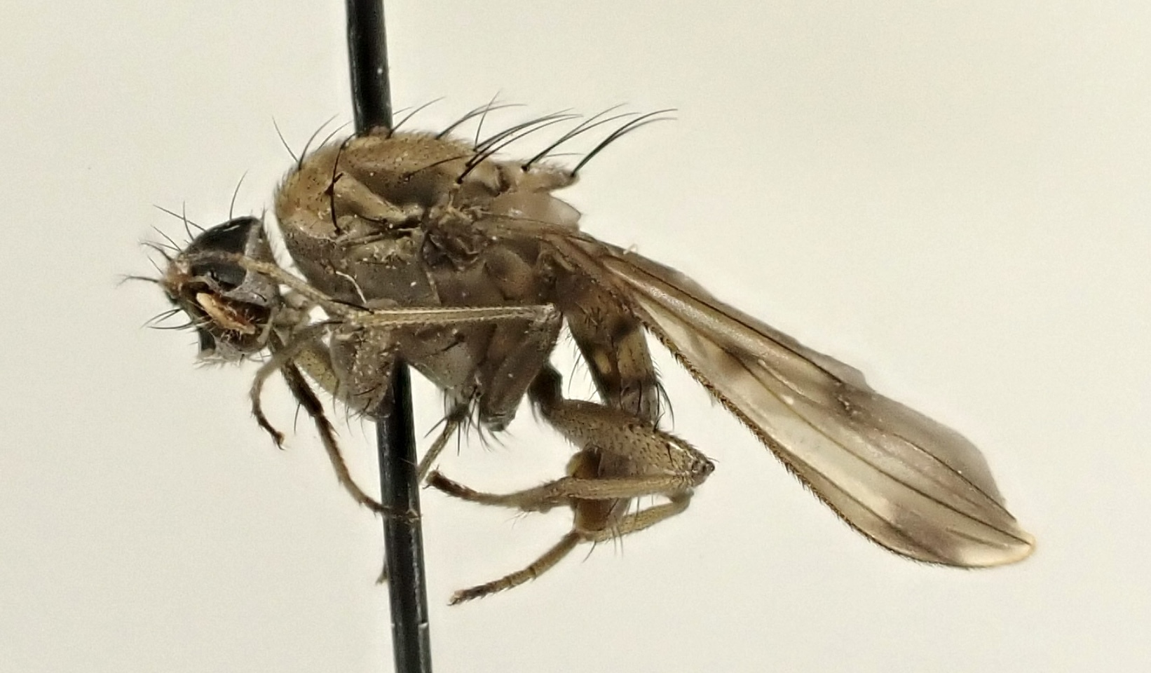 Suillia variegata