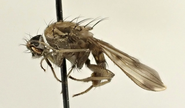 Suillia variegata