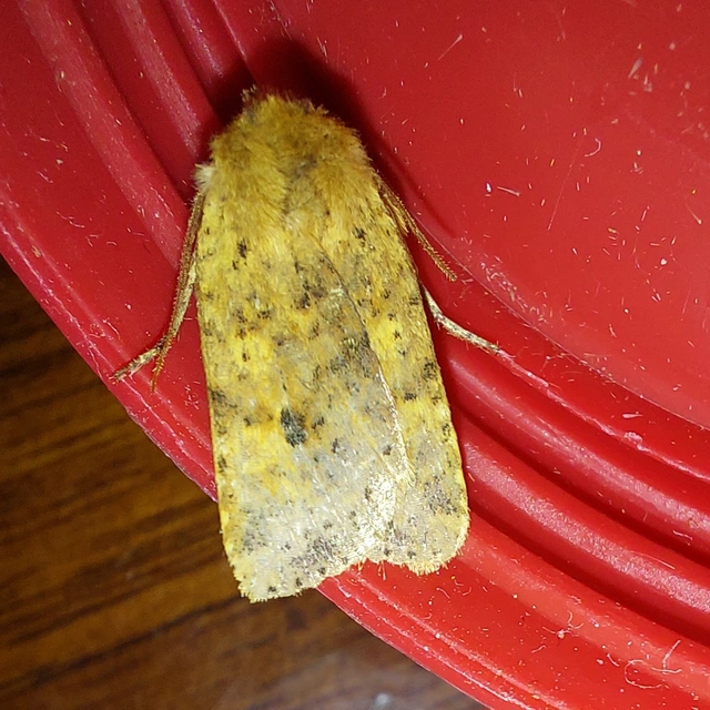 Conistra rubiginea - vörös őszibagoly