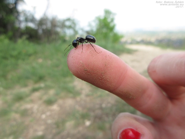 Camponotus aethiops - szőrös lóhangya