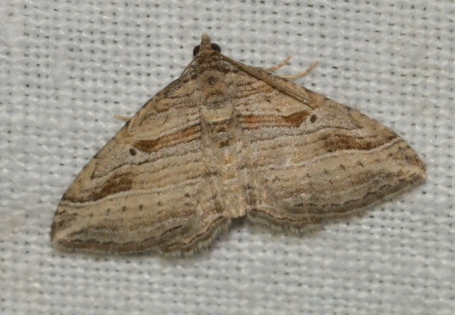 Costaconvexa polygrammata - soksávú araszoló