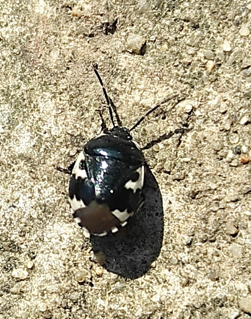 Tritomegas bicolor - foltos földipoloska