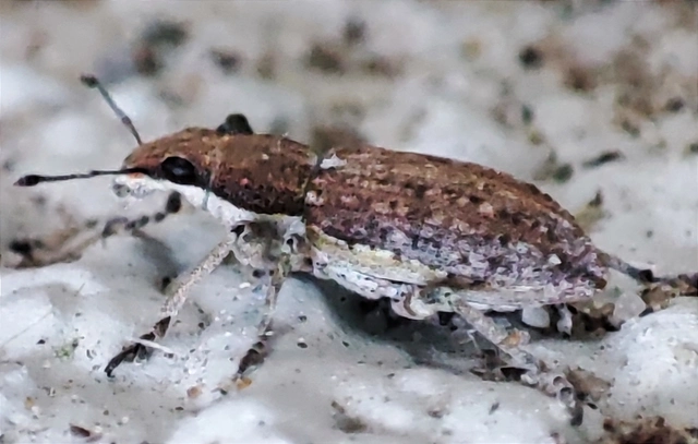 Charagmus griseus - szürke csipkézőbogár