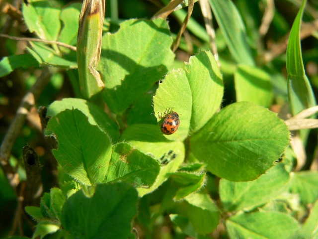 Subcoccinella vigintiquatuorpunctata - lucernaböde