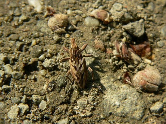 Coniocleonus nigrosuturatus - nyíljegyes barkó