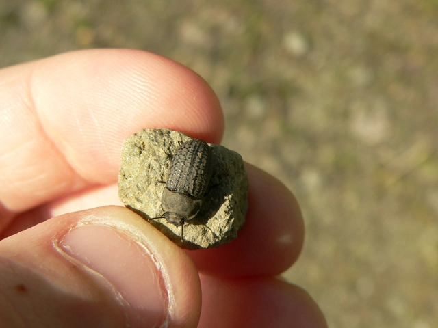 Opatrum sabulosum - sároshátú gyászbogár