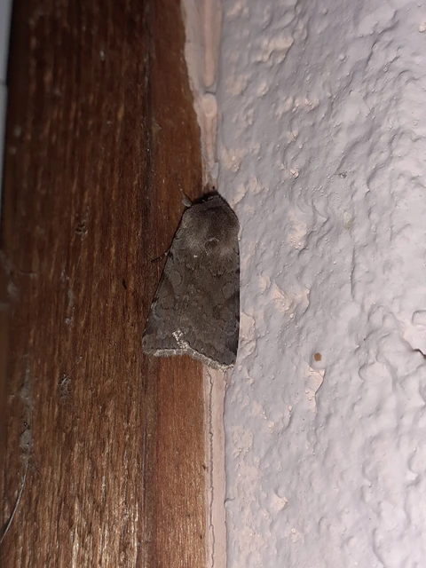 Cerastis rubricosa - vörhenyes tavaszibagoly
