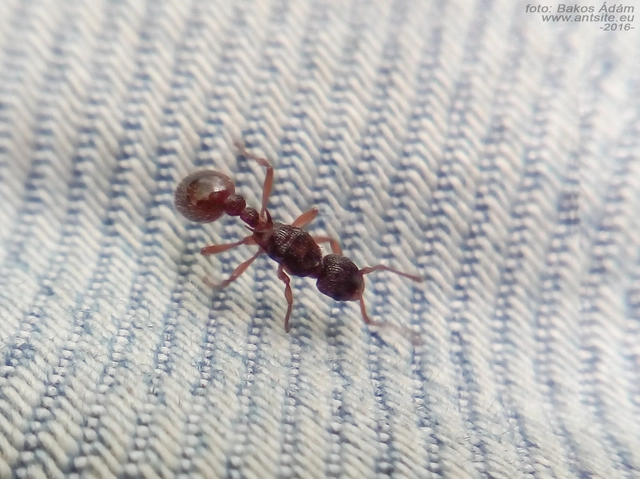 Myrmica sabuleti - gyakori bütyköshangya