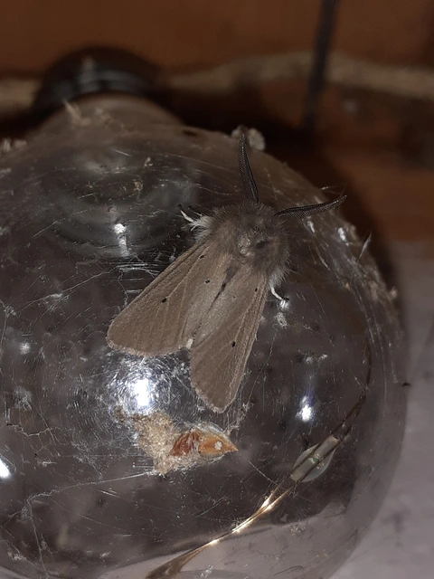 Diaphora mendica - felemás medvelepke