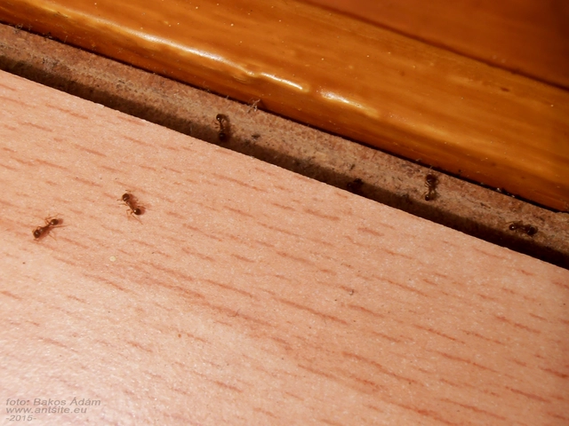 Tetramorium