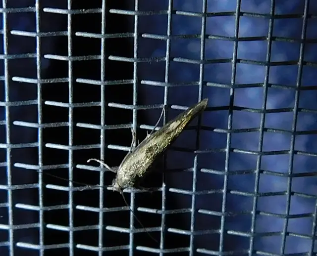Scythris limbella - parajfonó zöldmoly