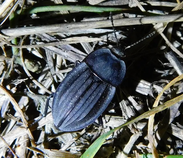 Silpha carinata - karimás dögbogár