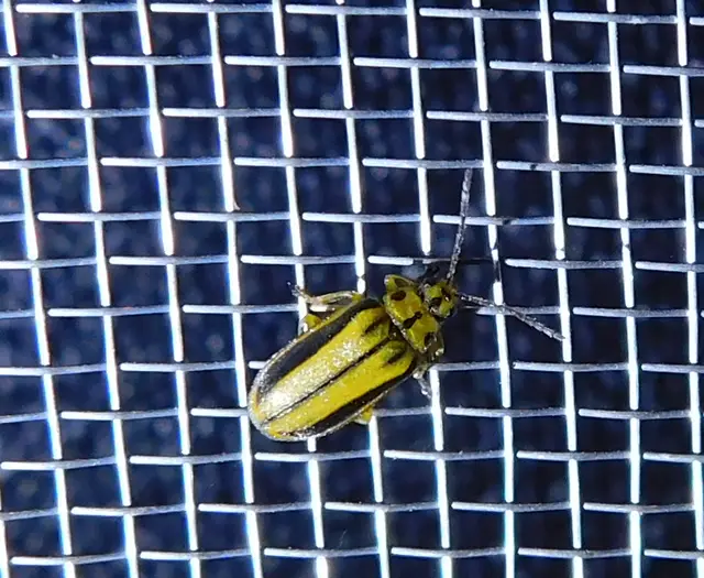 Xanthogalerucella luteola - szilfa-olajosbogár