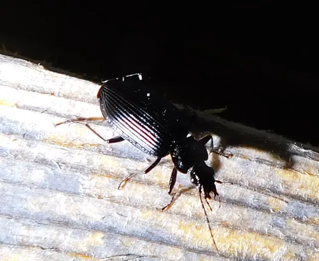 Limodromus longiventris - termetes kisfutó