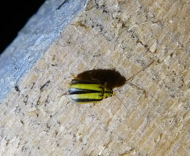 Xanthogalerucella luteola - szilfa-olajosbogár