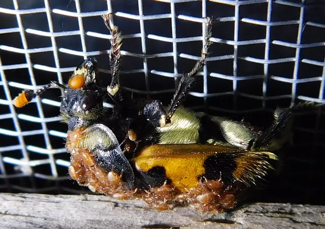 Nicrophorus vespillo - közönséges temetőbogár