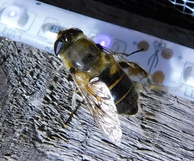 Eristalis tenax - közönséges herelégy