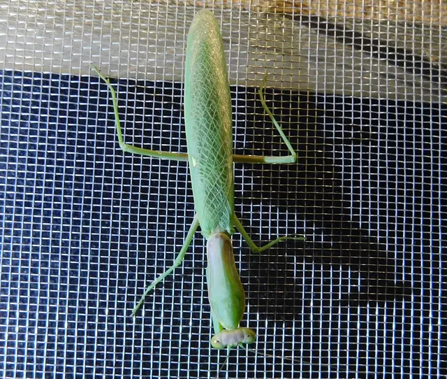 Hierodula tenuidentata - óriás ázsiai imádkozósáska