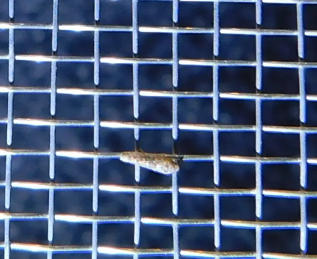 Tautoneura polymitusa