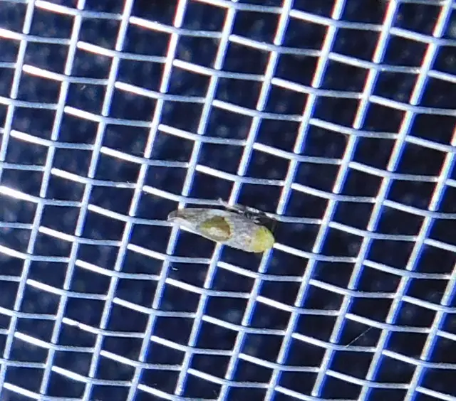 Hishimonus