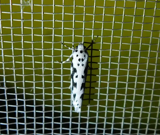 Ethmia