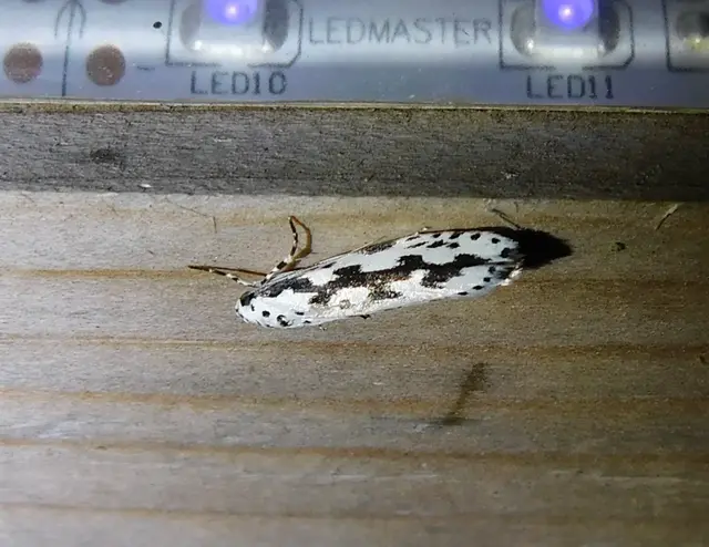 Ethmia
