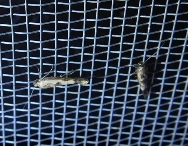Scythris limbella - parajfonó zöldmoly