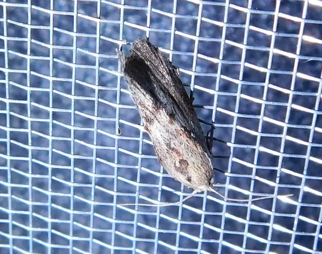 Galleria mellonella - nagy viaszmoly