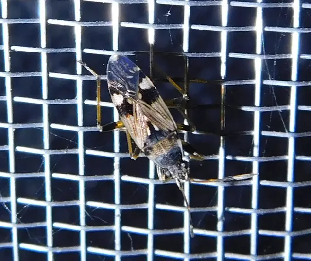 Beosus maritimus - homoki bodobács