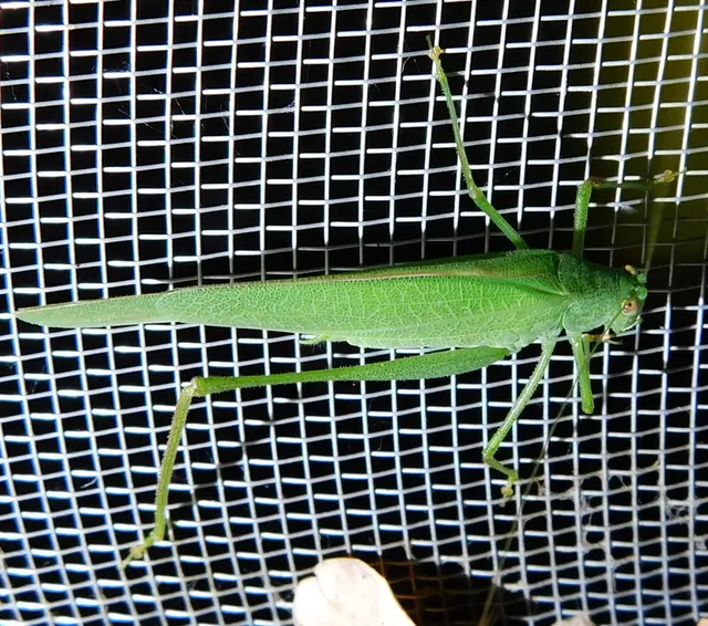 Phaneroptera nana - pontozott repülőszöcske