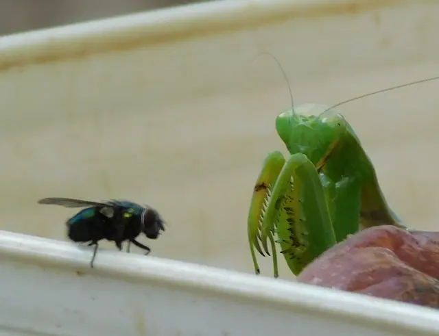 Hierodula tenuidentata - óriás ázsiai imádkozósáska