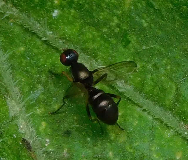 Sepsidae - billegetőlégyfélék
